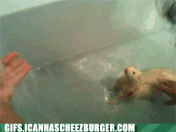 funny-animal-gifs-swimming-upstream.gif