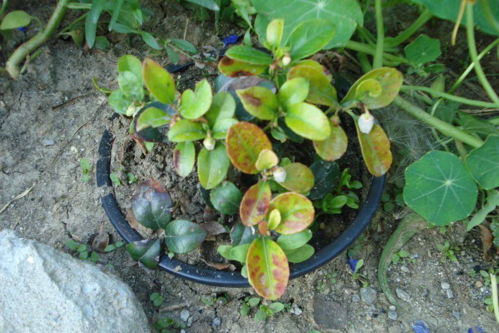 gaultheria procumbens Pictures, Images and Photos