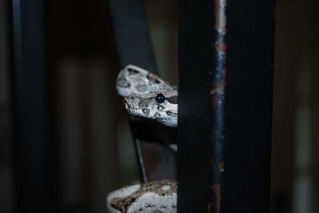 DSC_00262.jpg
