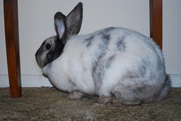 bun.jpg