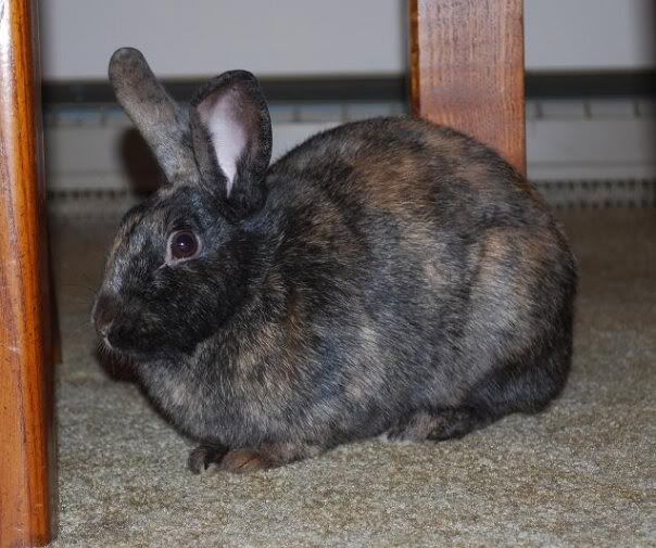 bun2.jpg
