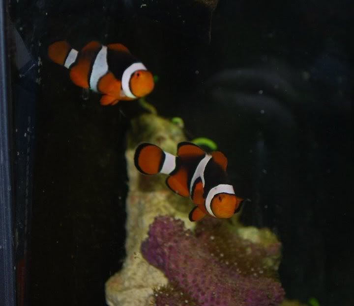 fish.jpg