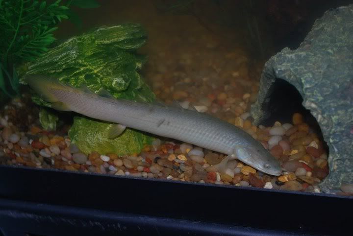 fish2.jpg