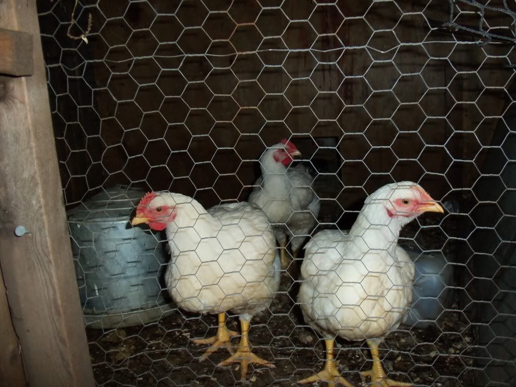 Chicken swap tractor supply roanoke va menu