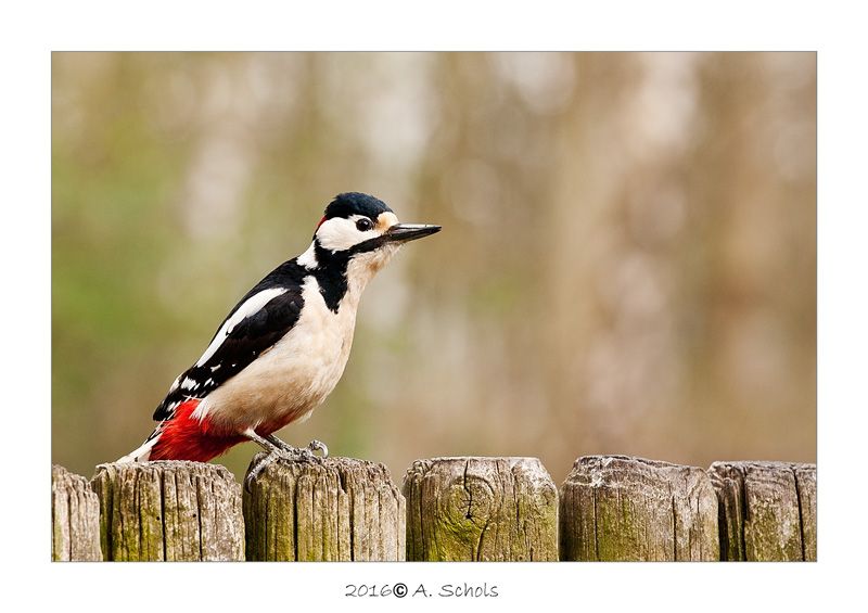 Fotografie