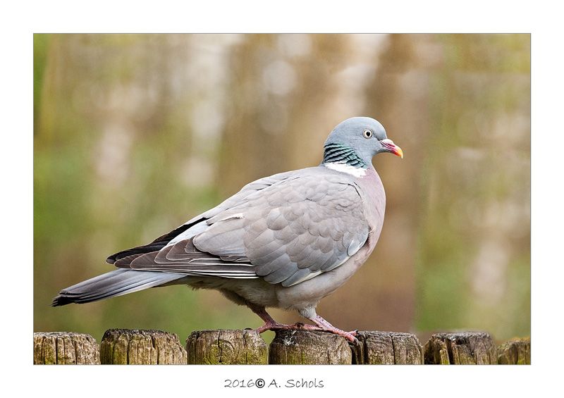 Fotografie