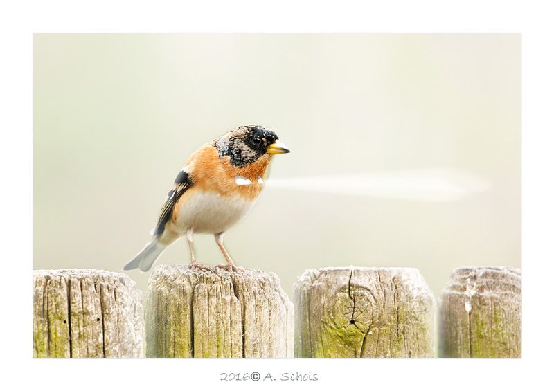 Fotografie