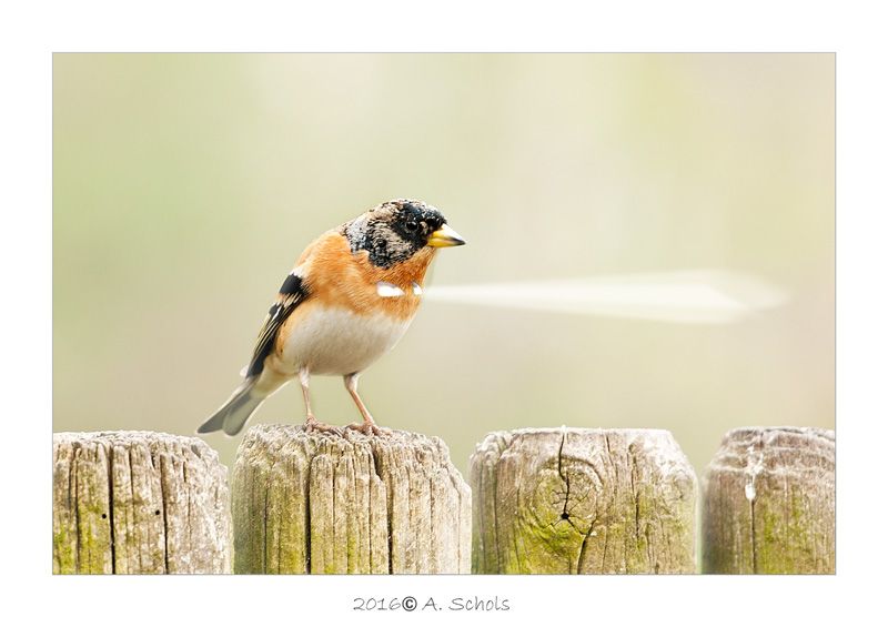 Fotografie