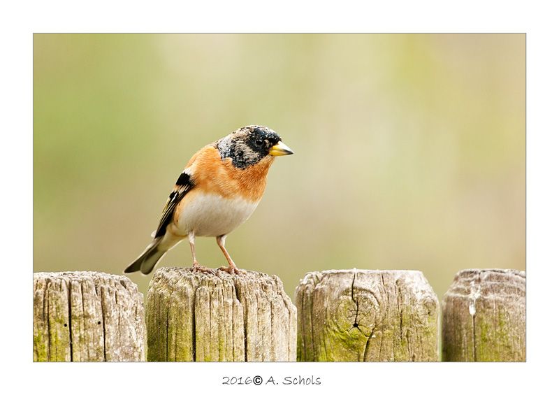 Fotografie
