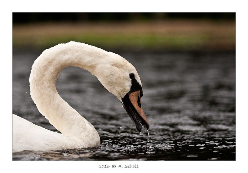 Fotografie