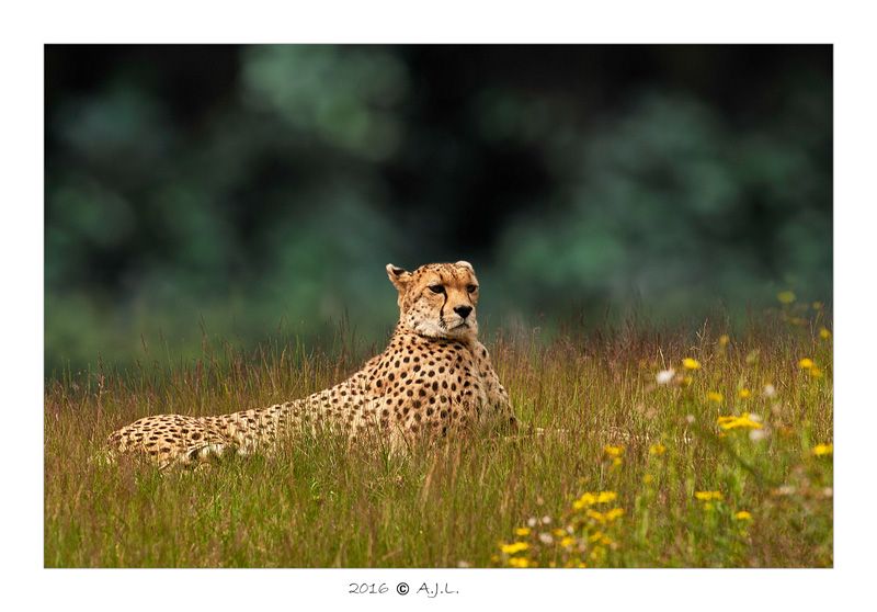 Fotografie