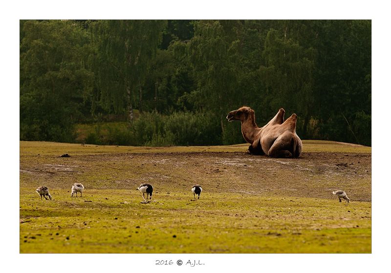 Fotografie