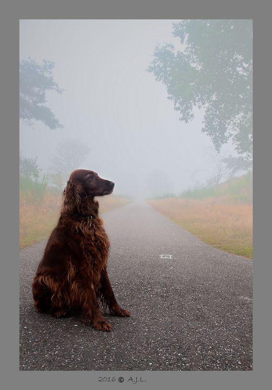 Fotografie