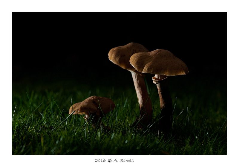 Fotografie