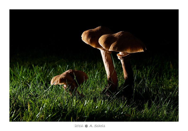Fotografie