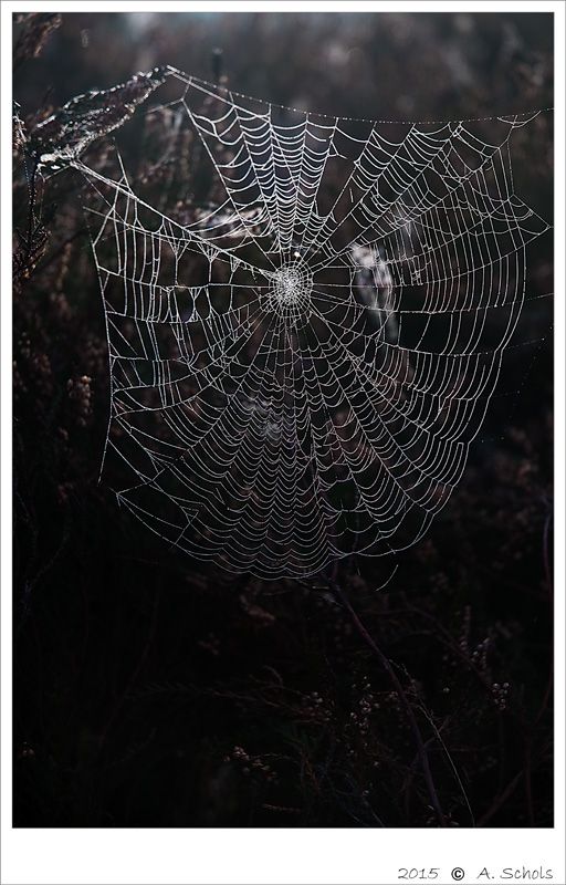 Fotografie