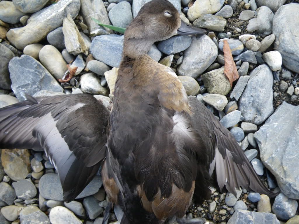 Duck I.D. 1 Duck Hunting Forum