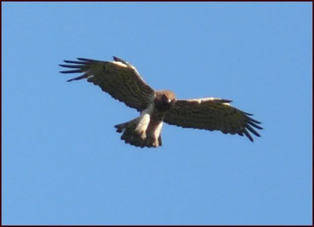 aigle01