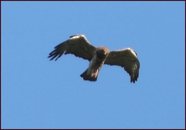 aigle02