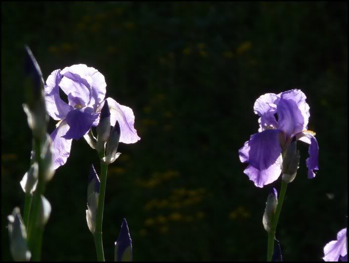 violet 06