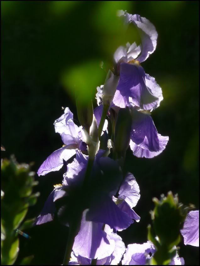 violet 07