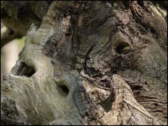 visages d'arbre 05