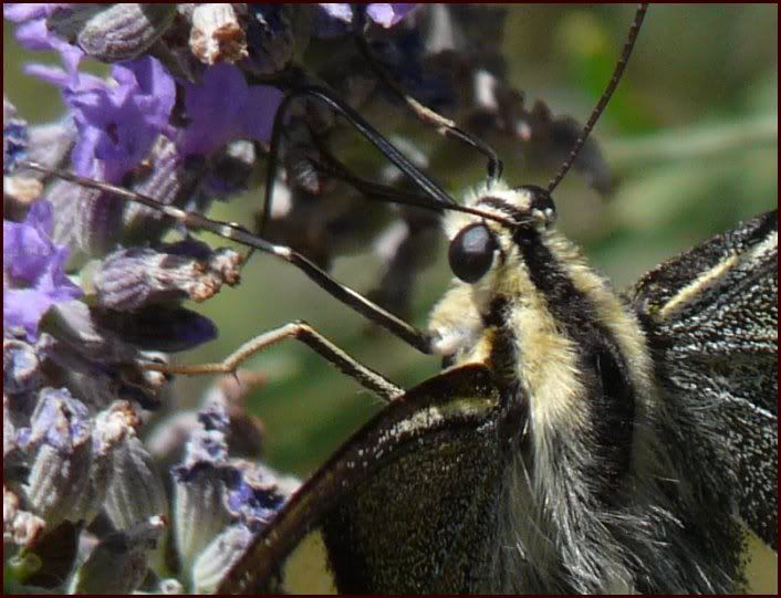 papillons 04