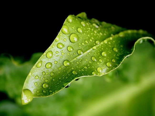 Nature Green Pictures, Images and Photos