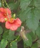 th_hummingbird4.jpg