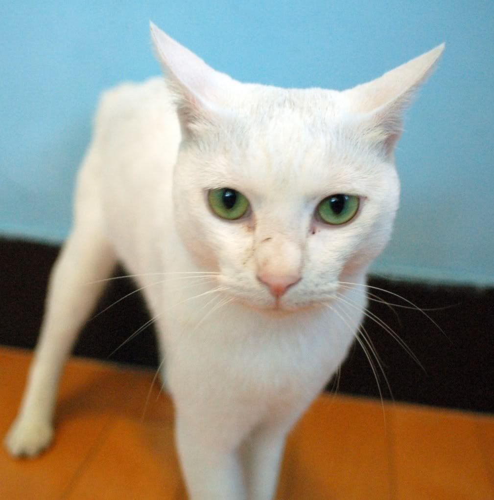 White Cats With Ice Blue Eyes