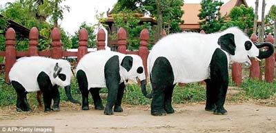 elefantipand.jpg