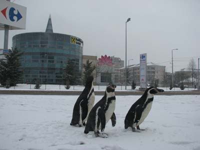 pinguinilotus.jpg