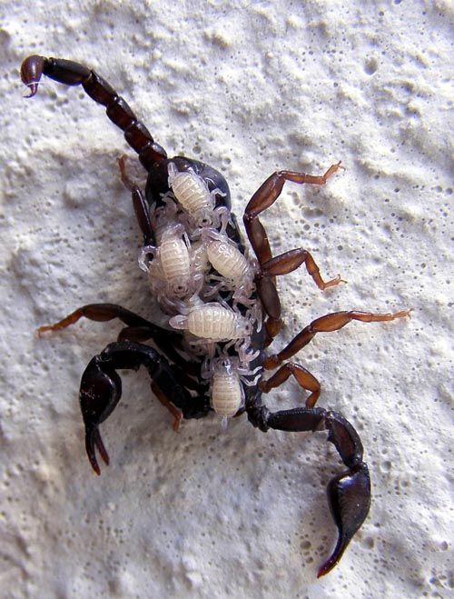 scorpionromania.jpg