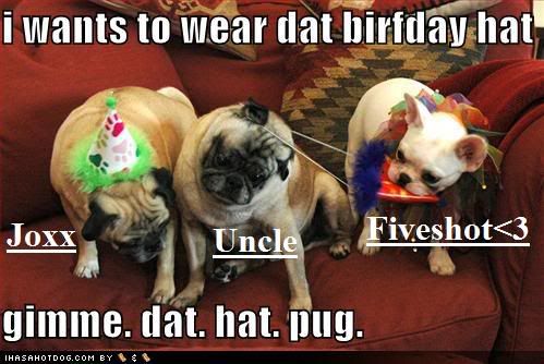 funny birthday dog pictures. funny birthday dog pictures.